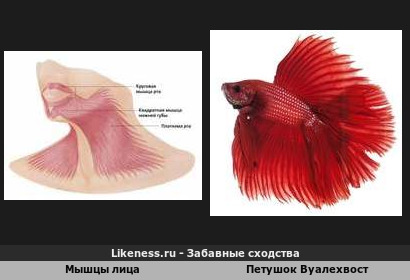 Мышцы лица напоминают плавники Петушка Вуалехвоста