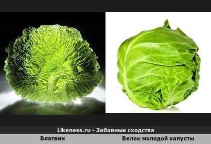 Влатвин напоминает велок молодой капусты