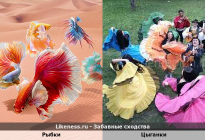 Рыбки напоминают танцующих цыганок
