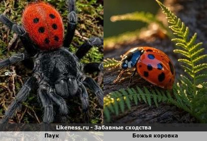 Паук напоминает Божью коровку