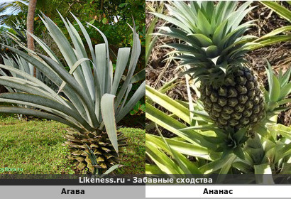 Агава напоминает ананас
