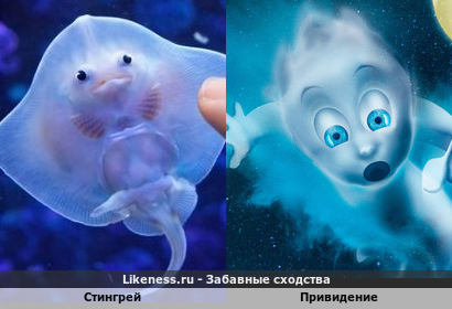Стингрей напоминает привидение из мультика