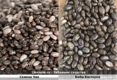 Семена Чиа напоминают бобы Касторки