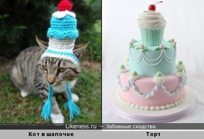 Кот и торт с вишней