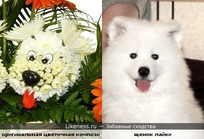 цветочная собачка похожа на щенка