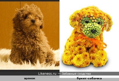 цветочный пес похож на щенка