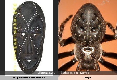 спинка паука похожа на африканскую маску