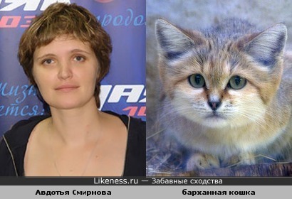 Авдотья Смирнова похожа на барханную кошку
