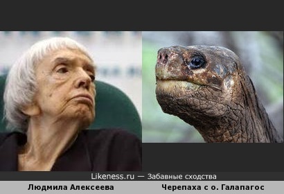 Людмила Алексеева, женщина приятная во всех отношениях, похожа на галапагосскую черепаху