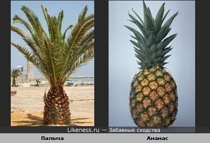 Пальма напоминает ананас