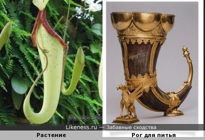Экзотическое растение Непентес напомнило рог для питья