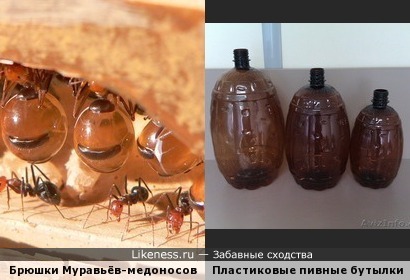 Брюшки муравьёв-медоносов напоминают пластиковые пивные бутылки