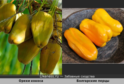 Незрелые орехи кокоса напоминают жёлтые болгарские перцы