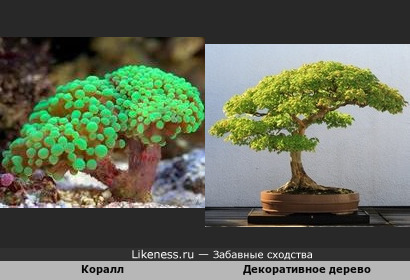 Коралл напоминает декоративное дерево