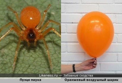 Пузцо паука напоминает оранжевый воздушный Шарик