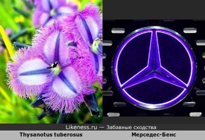 Цветок Thysanotus Tuberosus напоминает логотип автомобильной компании &quot;Mercedes-Benz&quot;