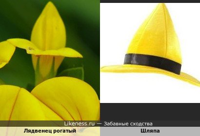 Лядвенец рогатый напоминает жёлтую конусообразную шляпу