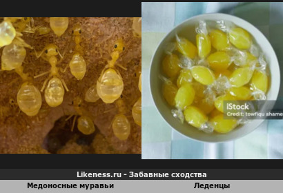Медоносные муравьи с брюшками как леденцы