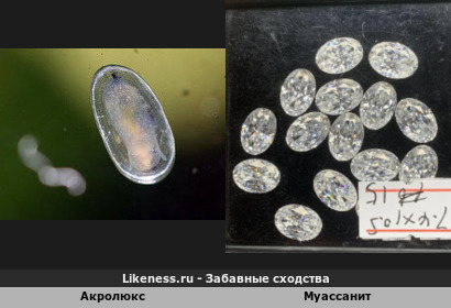Самая маленькая улитка (аквариумный паразит Акролюкс) и муассаниты