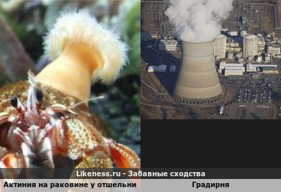 Актиния, оседлавшая рака-отшельника как дымящаяся градирня