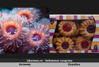 Актиния напоминает курабье