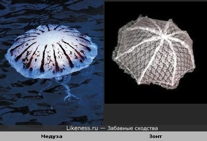 Медуза похожа на зонт.
