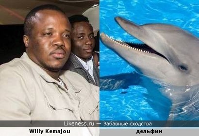 Вилли похож на дельфина, да и дельфину можно дать имя Вилли