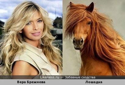 Вера Брежнева похожа на эту лошадку