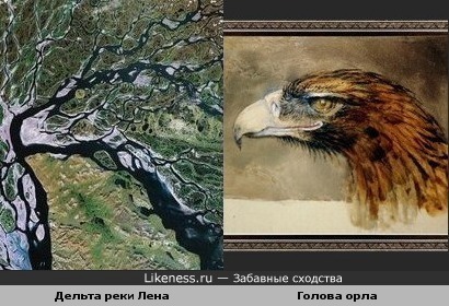 Дельта реки Лена напоминает голову орла
