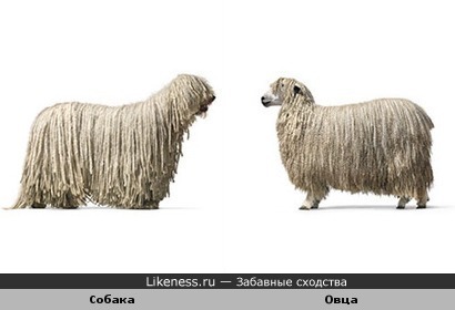 Собака и овечка похожи