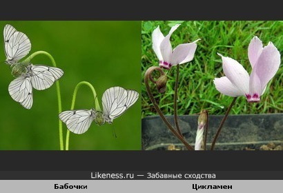 Бабочки - Цветы