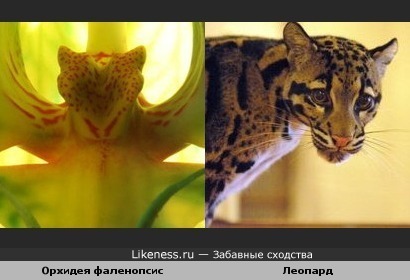 В орхидеях живут леопарды)