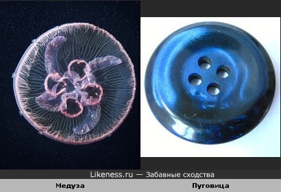 Эта медуза похожа на пуговицу