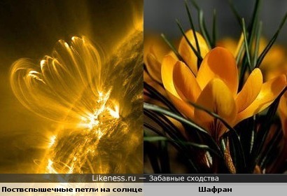 Вспышки на солнце напоминают цветок