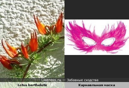 Растение &quot;Клюв попугая&quot; напоминает карнавальную маску