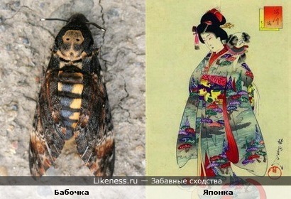 Эта бабочка похожа на японку в национальном костюме