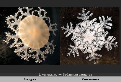 Медуза похожа на снежинку