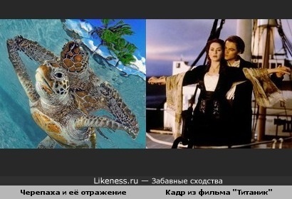 Эти черепахи напоминают кадр из &quot;Титаника&quot;