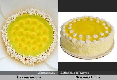 Сердцевина лотоса похожа на лимонный торт
