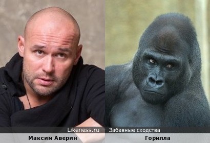 Максим Аверин похож на гориллу