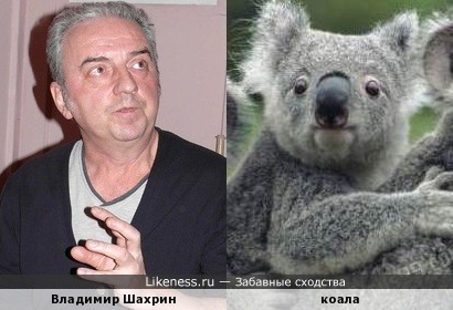 Владимир Шахрин и коала :-)