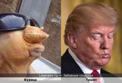 Трамп и курица :-)