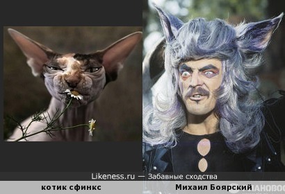 Забавный котик напоминает актера Михаила Боярского в образе &quot;волка&quot;