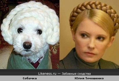 Собачка похожа на Юлию Тимошенко