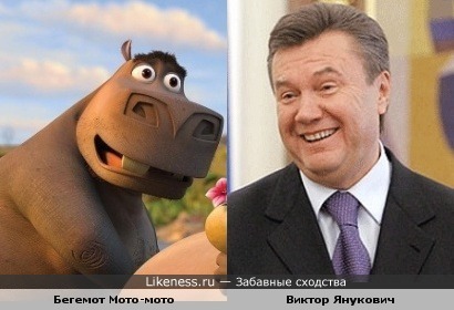 Бегемот Мото-мото (Мадгаскар) и Виктор Янукович похожи