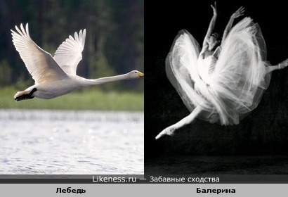 Балерина похожа на лебедь