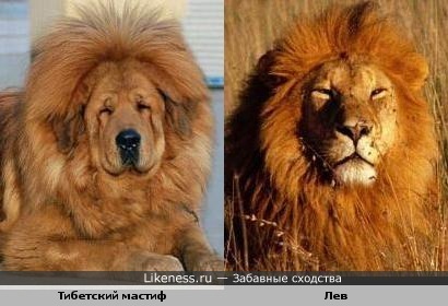 Тибетский мастиф похож на льва