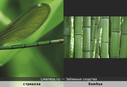 Строение брюшка стрекозы похоже на бамбук