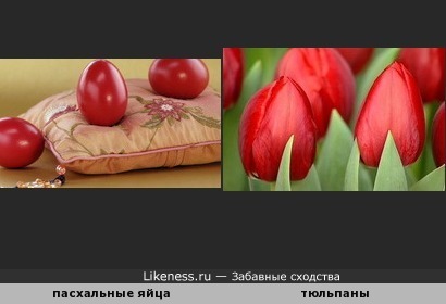 Тюльпаны похожи на пасхальные яйца