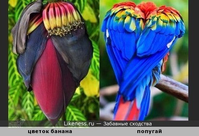 Цветок банана напоминает спину попугая
